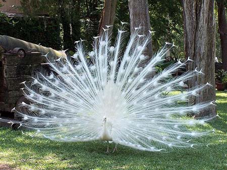 albino peacock