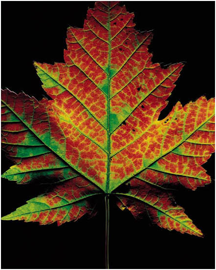 fall