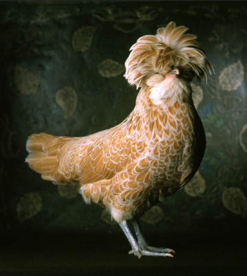 fowl1