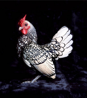 fowl2