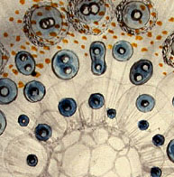 haeckel