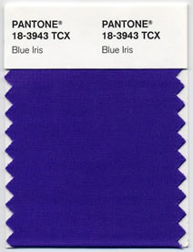 blue iris